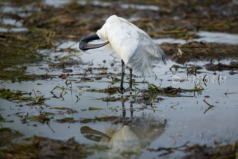 水鸟，成年黑头朱鹭(Threskiornis melanocephalus)，也被称为东方白朱鹭，印度白朱鹭和黑颈朱鹭。